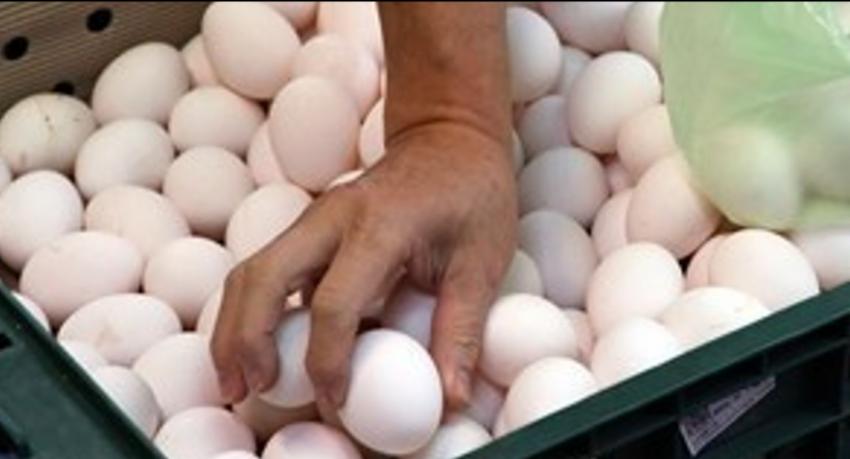 Eggs to be released from farms at Rs.40